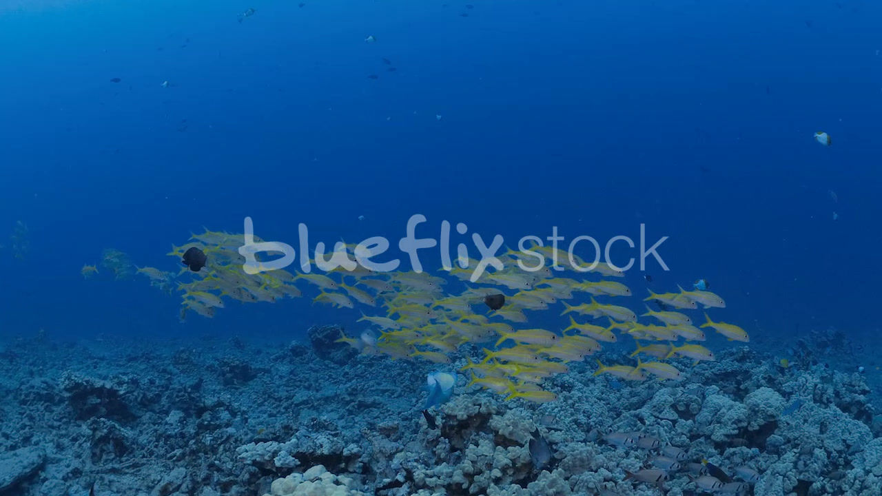 School of Yellowfin Goatfish cruising over coral reef