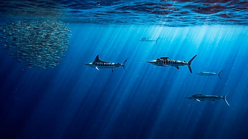 School of Striped Marlin.jpg