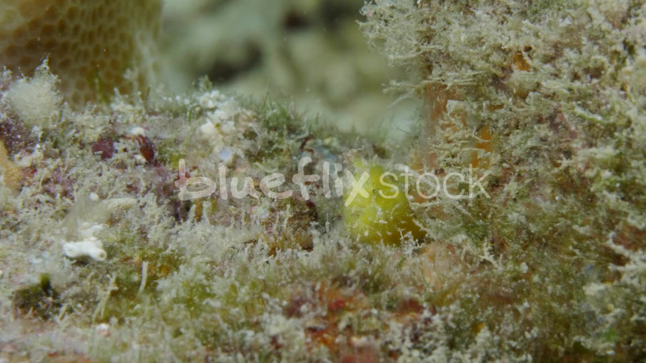 Tiniest Yellow Baby Frogfish