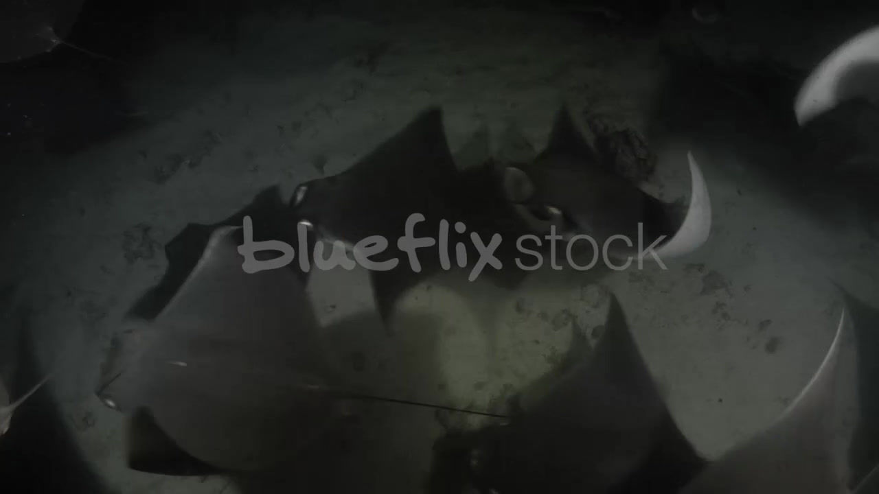 Mobula Rays feeding on plankton at night_13