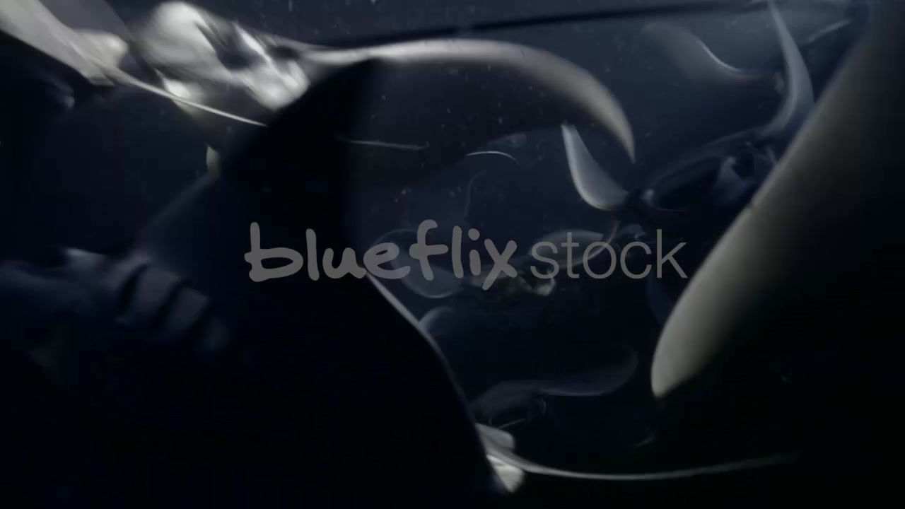 Mobula Rays feeding on plankton at night_08