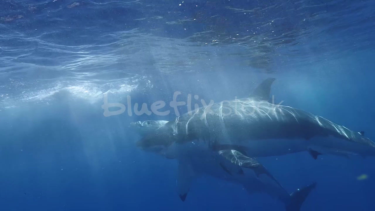 Two Great White Sharks racing to bait_slomo