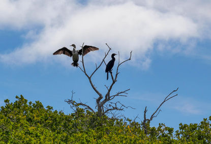 Blue-footed boobies in mangroves Magdalena Bay
