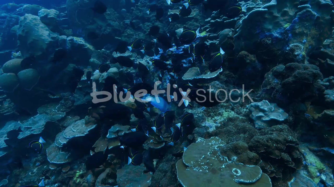 Clipperton Angelfish and Surgeonfish grazing on coral reef
