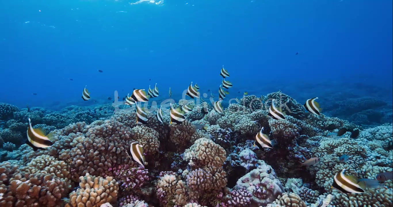 Threeband Bannerfish over coral head