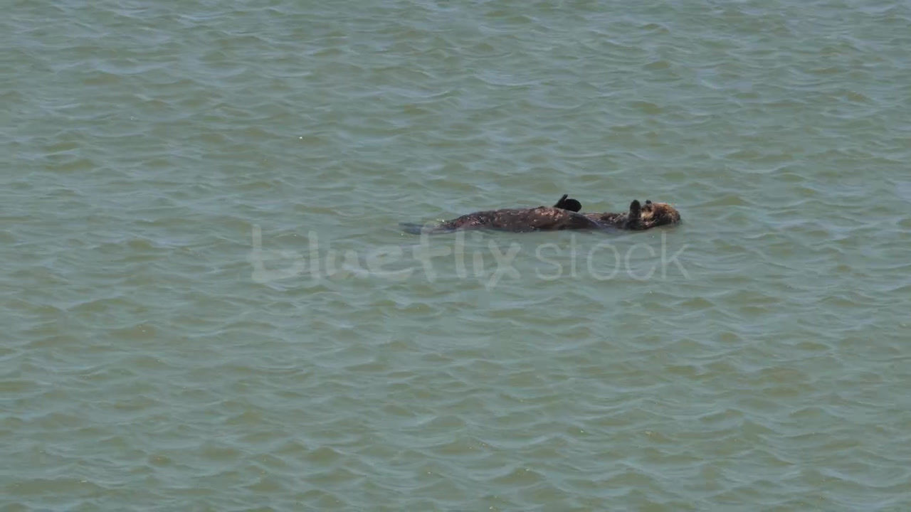 Sea Otters floating and grooming_01