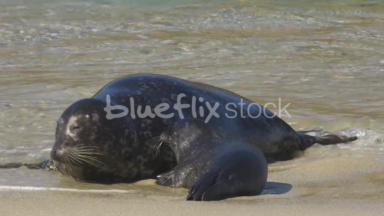 Newborn seal pup nursing on shore near waterline_close up