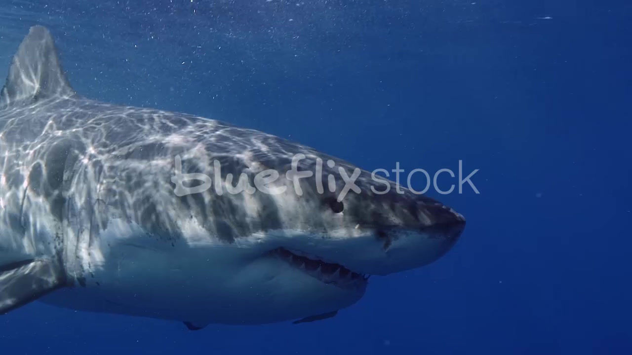 Great White Sharks super close pass with teeth showing_01_slomo