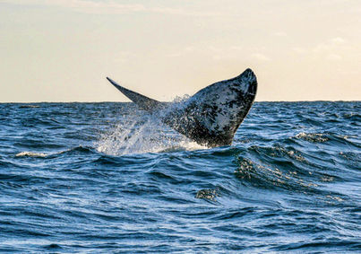 Whale tail splashing at Magdalena Bay Whales Island Comfort Camp