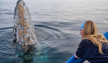 Interacting with a gray whale in Magdalena Bay