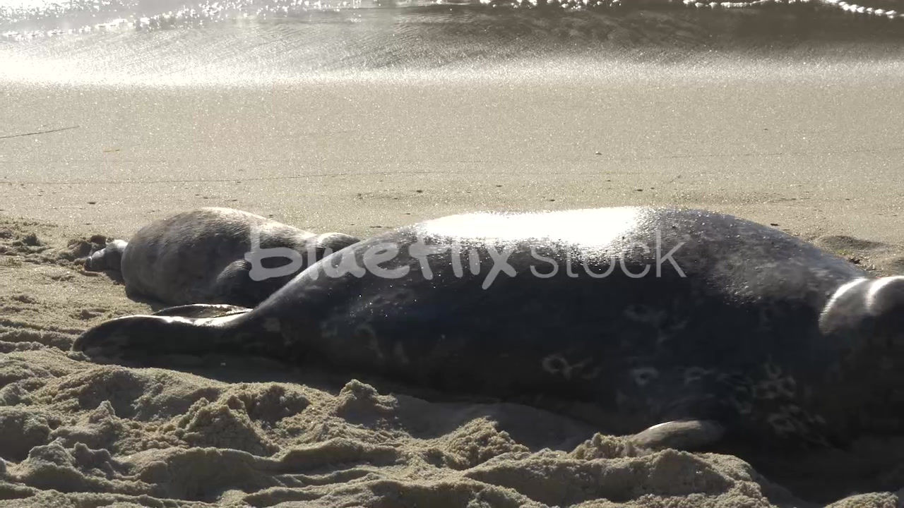 Seal mom and pup galumphing out of the ocean