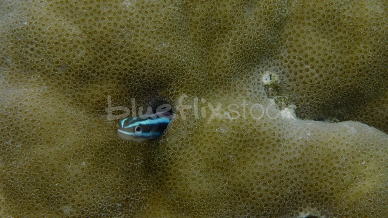 Blue Neon Goby inside coral head