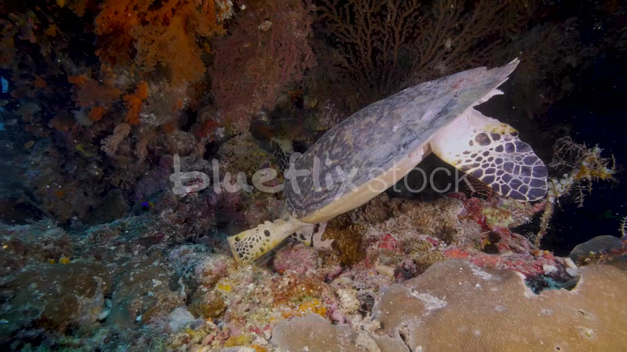 Hawksbill Turtle foraging on coral wall_03