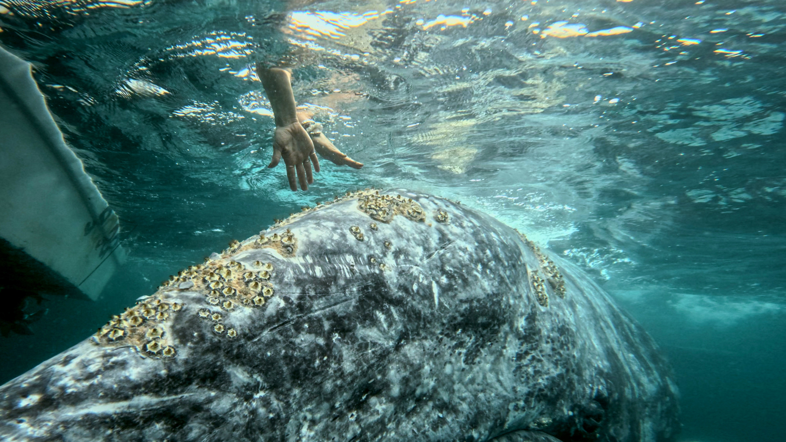 Gray whale encounter in Magdalena Bay