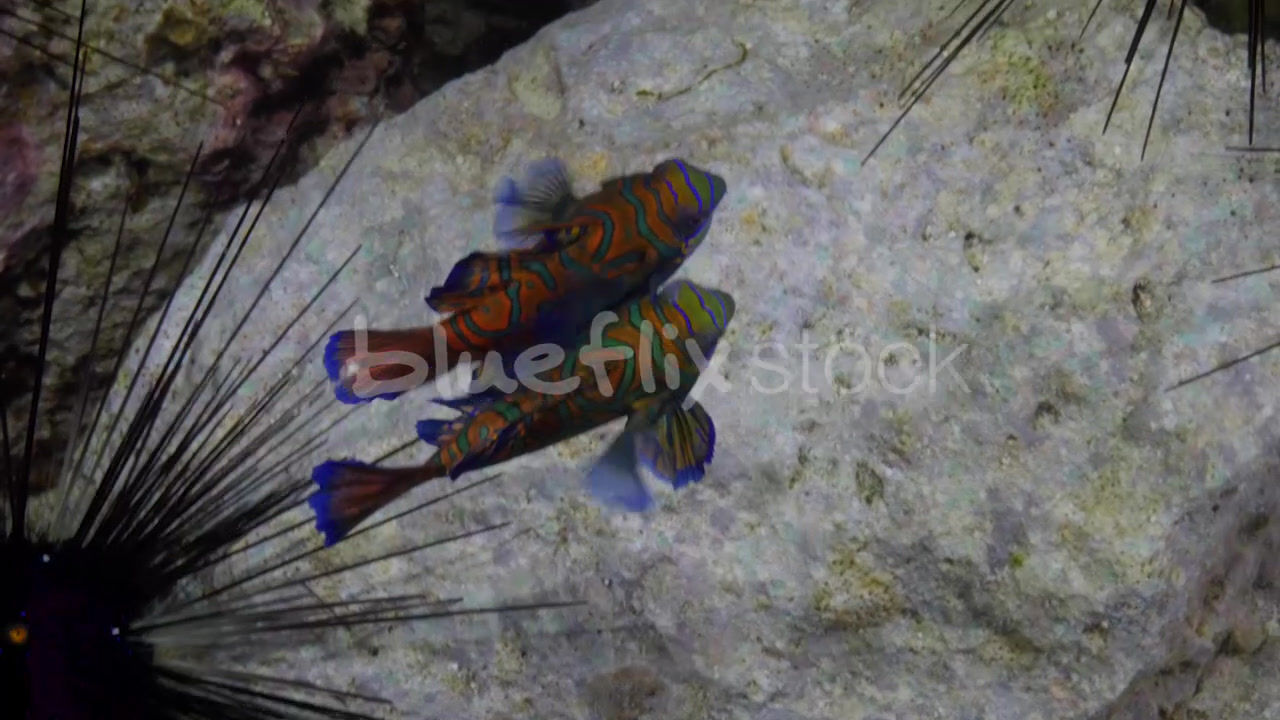 Mandarinfish Mating Dance_04