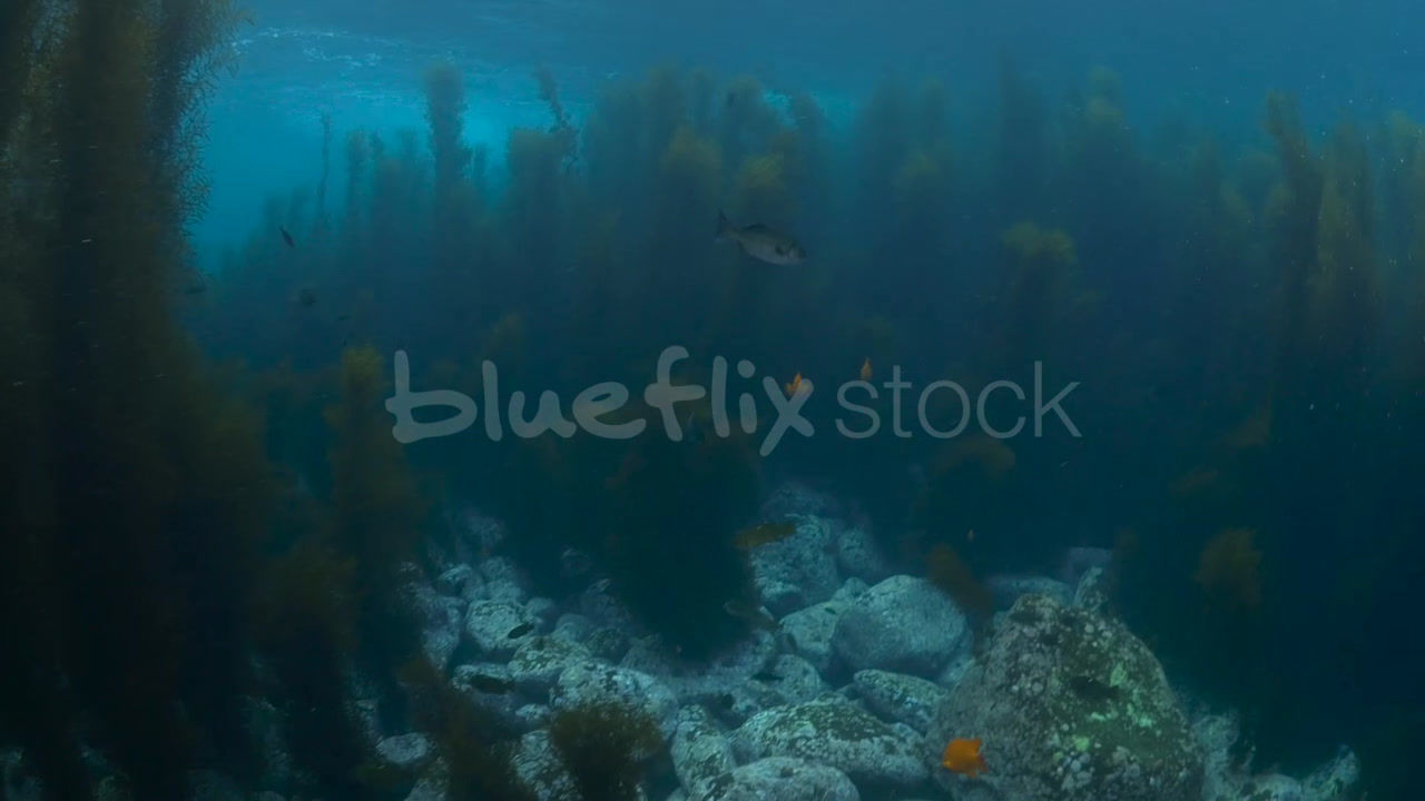 Life in towering Sargassum Forest