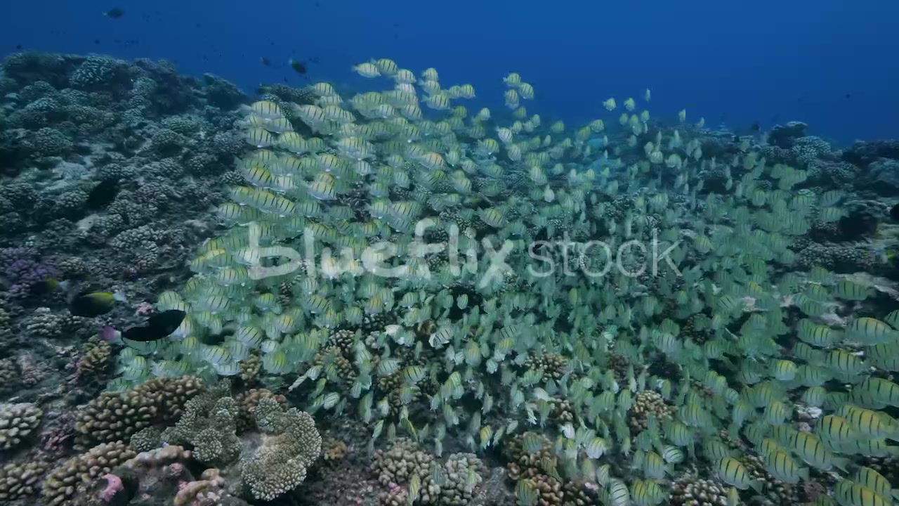 Algae grazing School of Convict Tang going with the flow