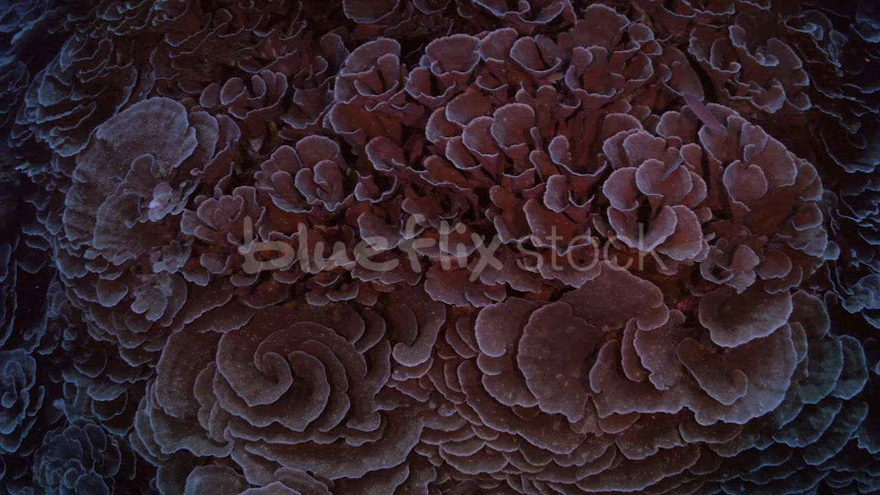 Large colony of Cabbage Coral