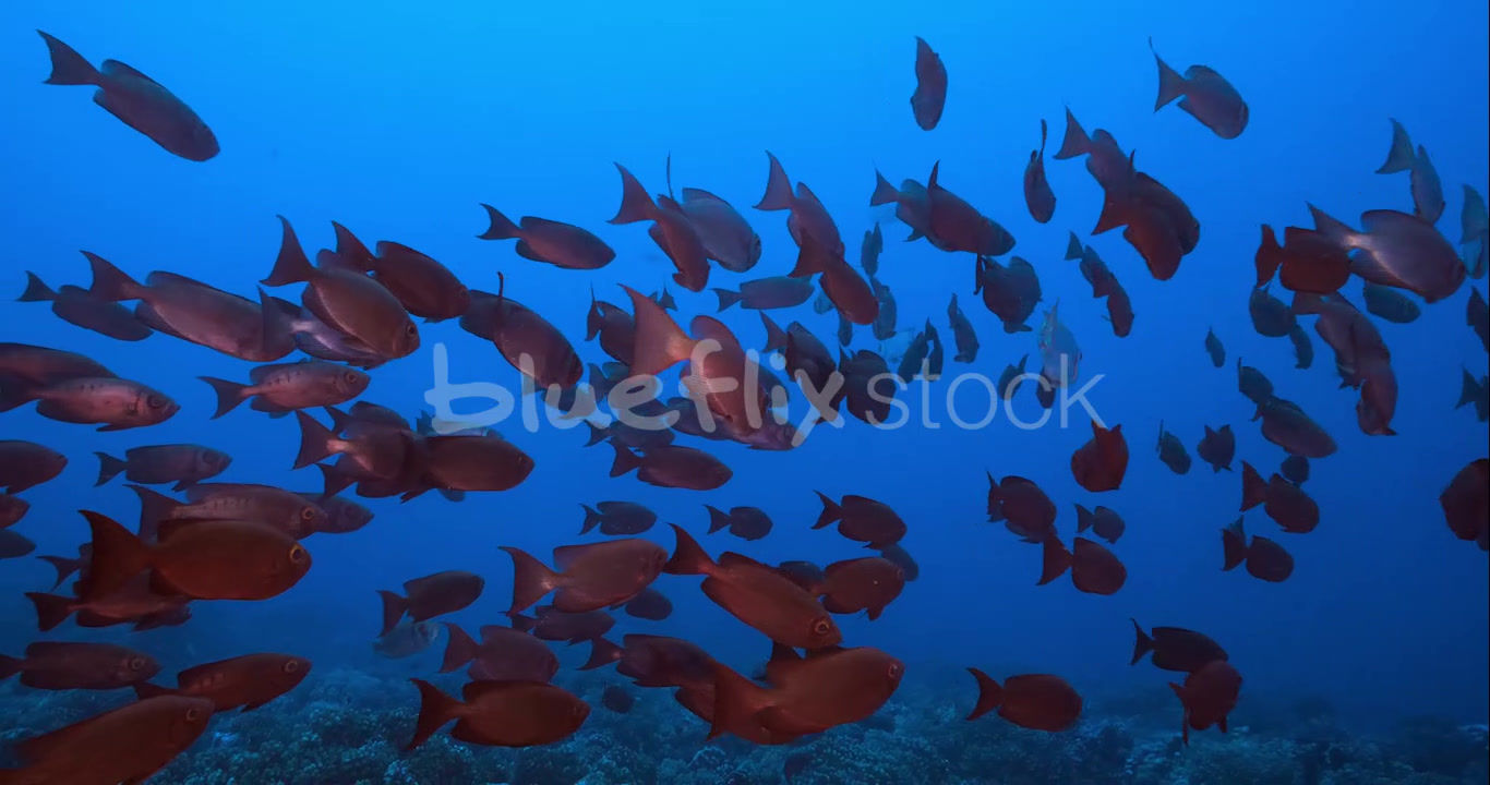 Iridescent Crescent Tail Bigeye schooling with Paddletail Snapper