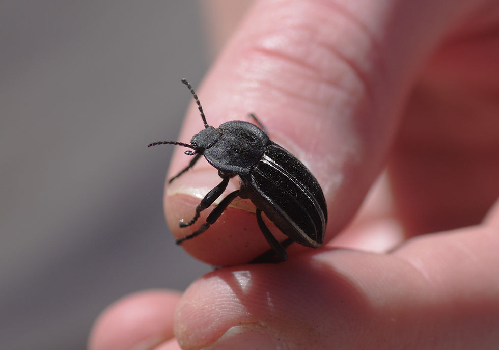 black and white beetle in the hand