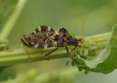 centrocoris on stem