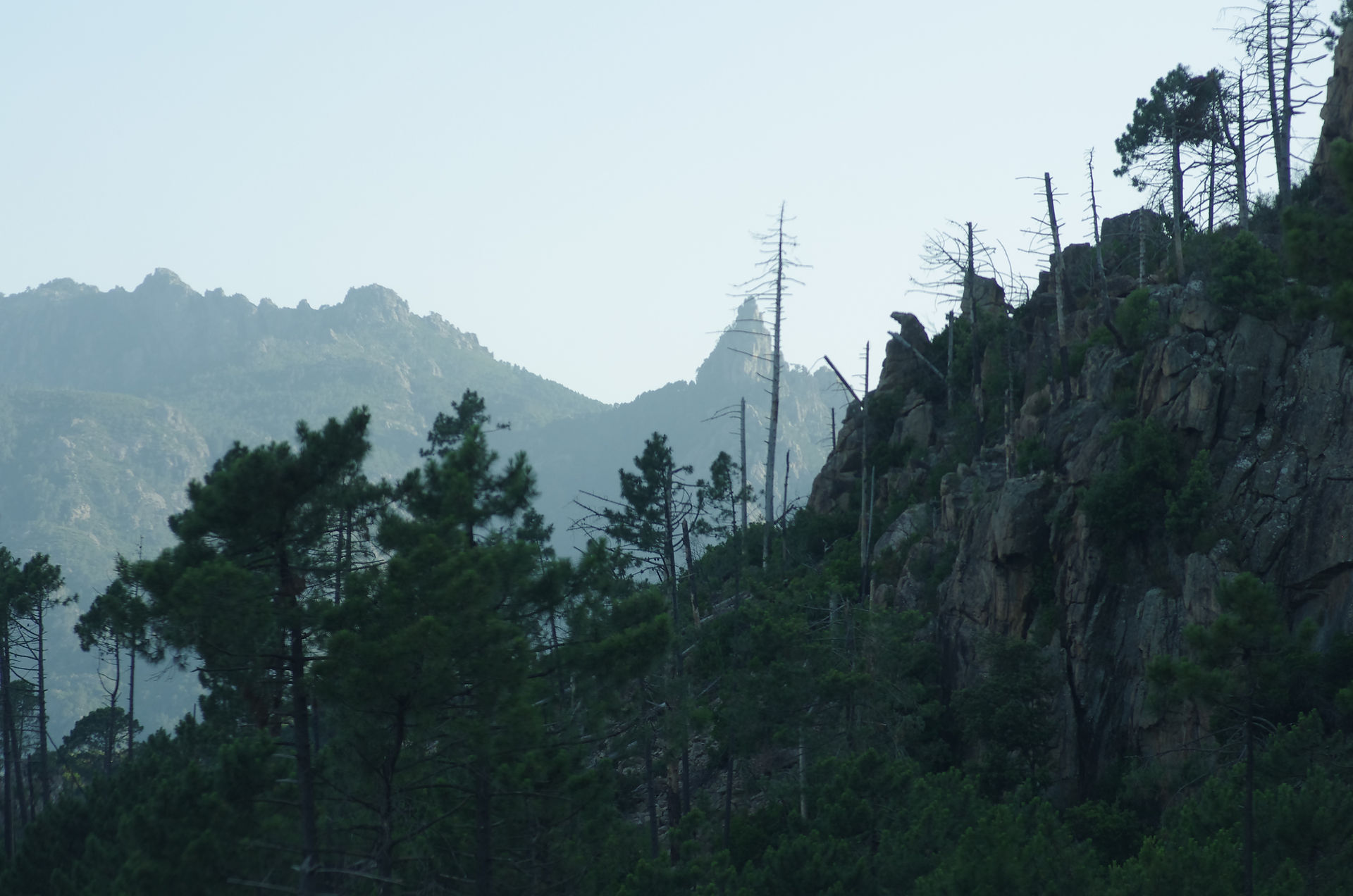 Pine forest with dead trunks and jagged mountains in the middle distance