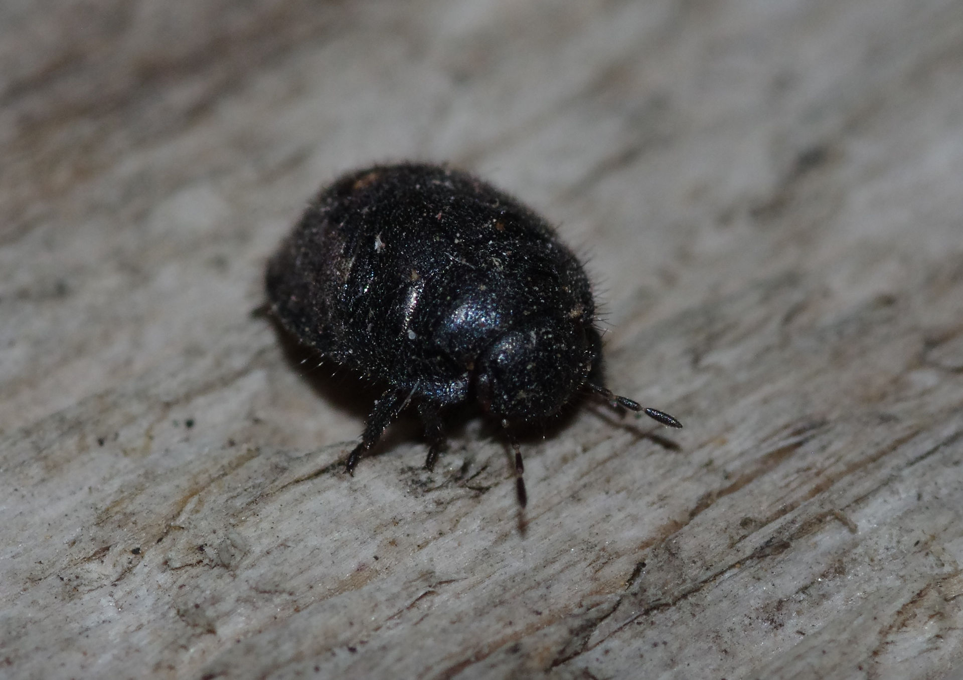 Odontoscelis nymph