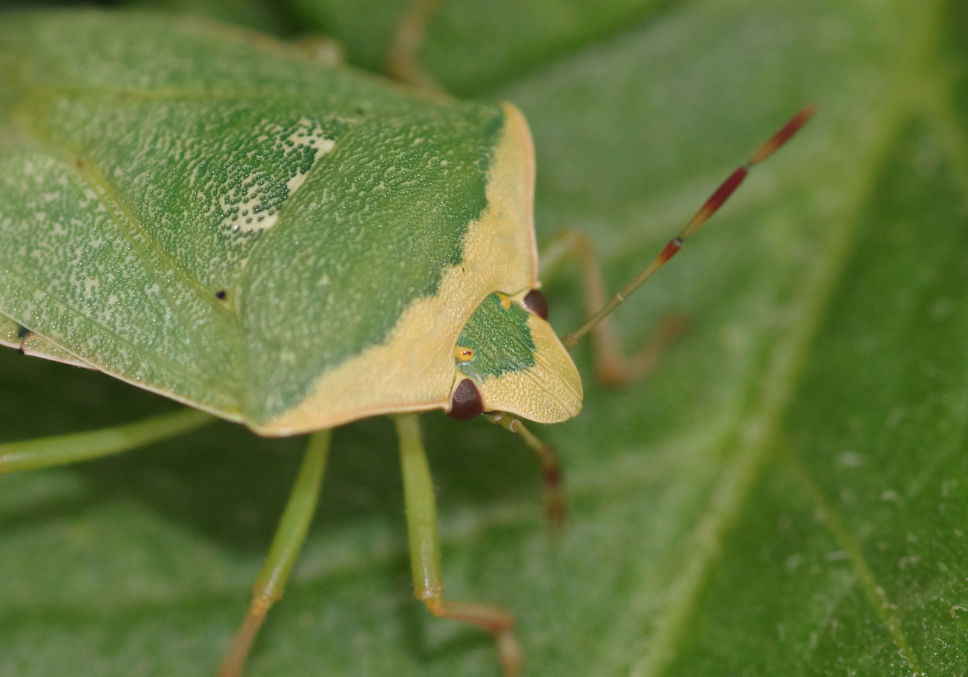 Nezara viridula torquata form head