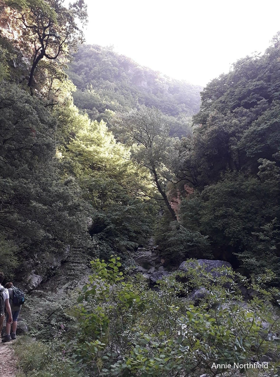 River valley with trees and cliffs