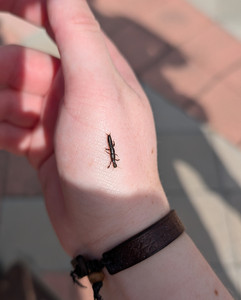 webspinner on hand