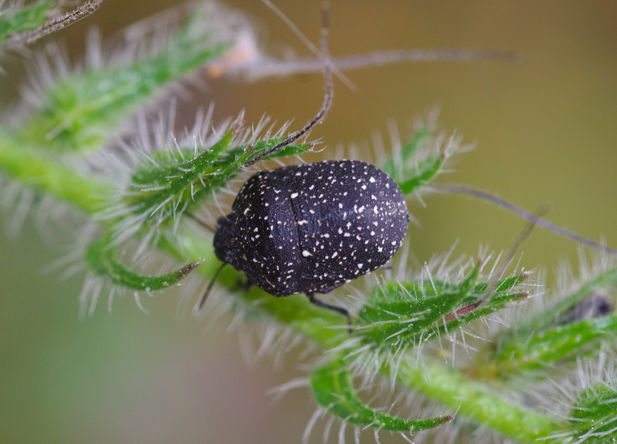 psacasta on fresh leaves