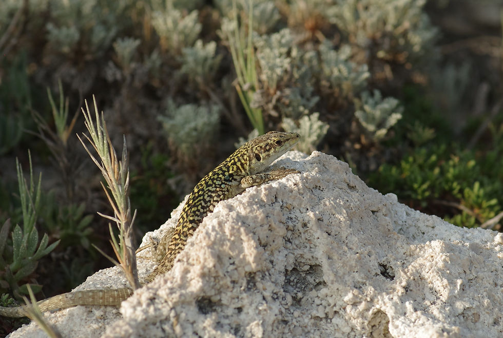 Mottled black and green wall lizard looking relaxed on white rock