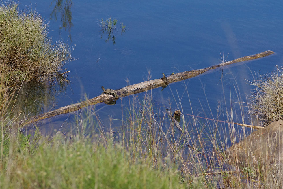 terrapins basking on a log