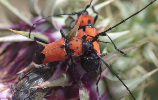 Red and black longhorns
