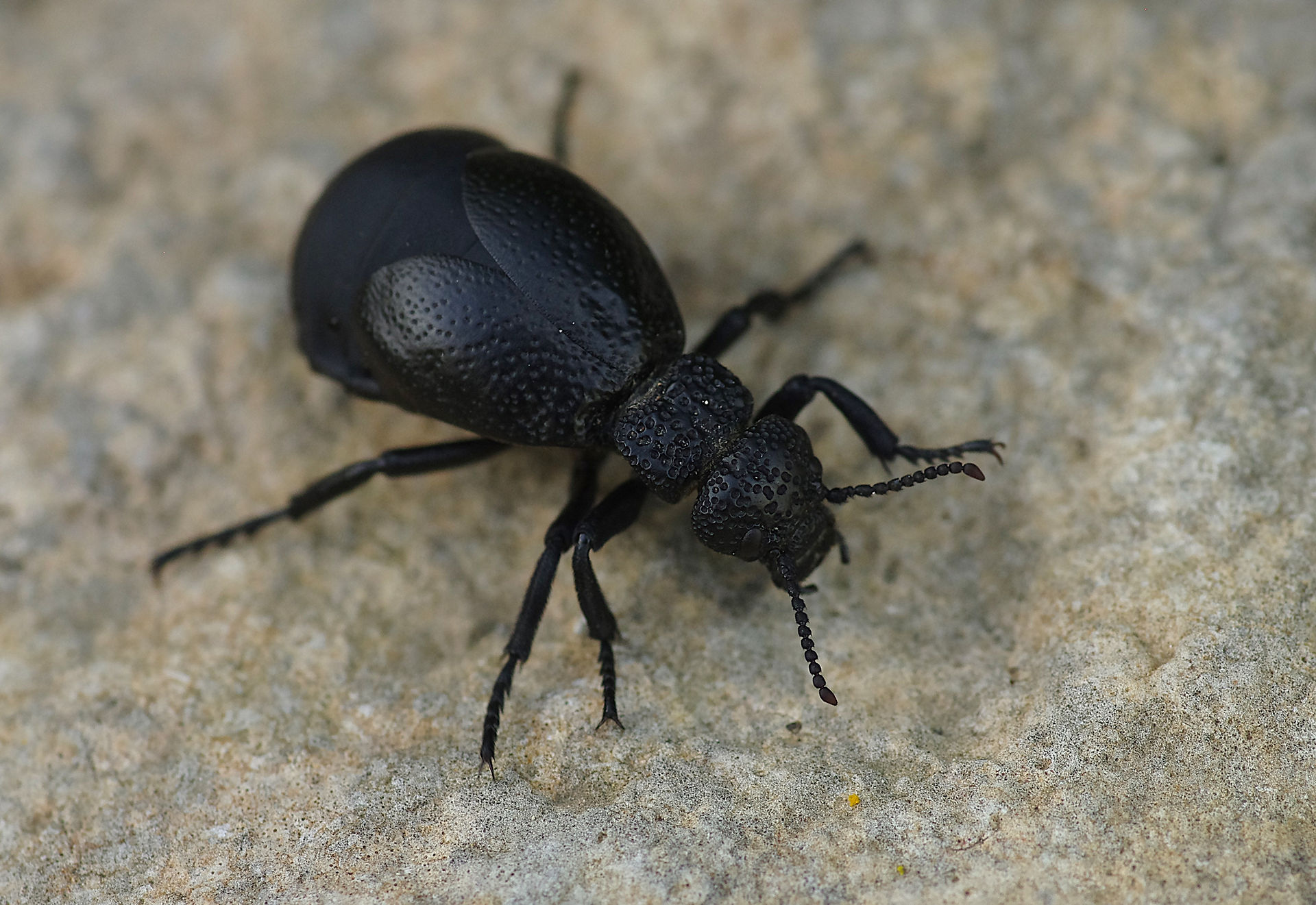 Meloe tuccius