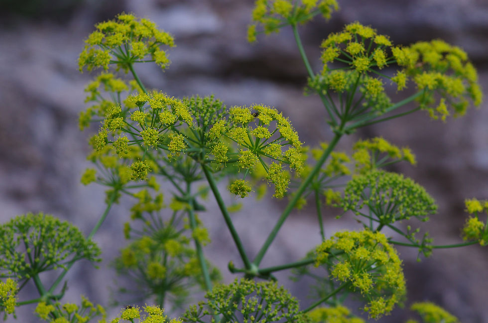 yellow flower heads of giant fennel