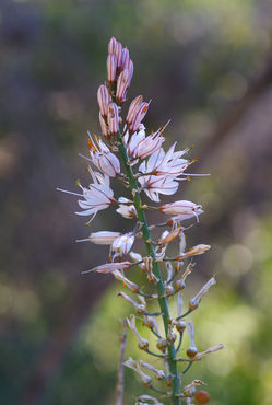 asphodel flower