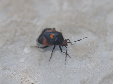 Plant bug