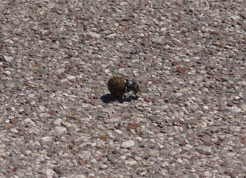 Scarabaeus variolosus in the road