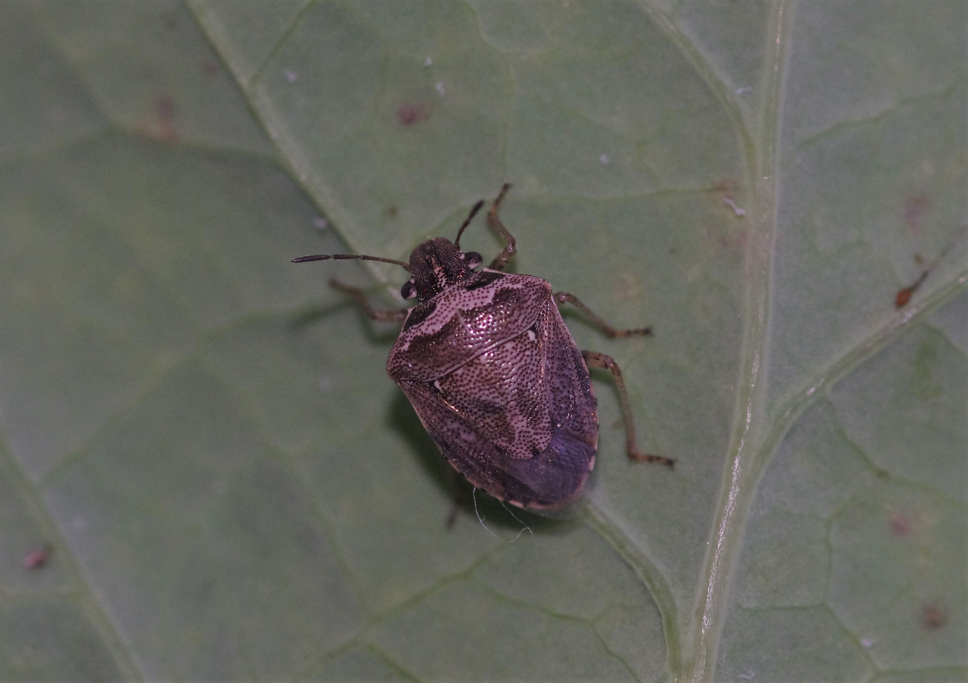 Eysarcoris ventralis