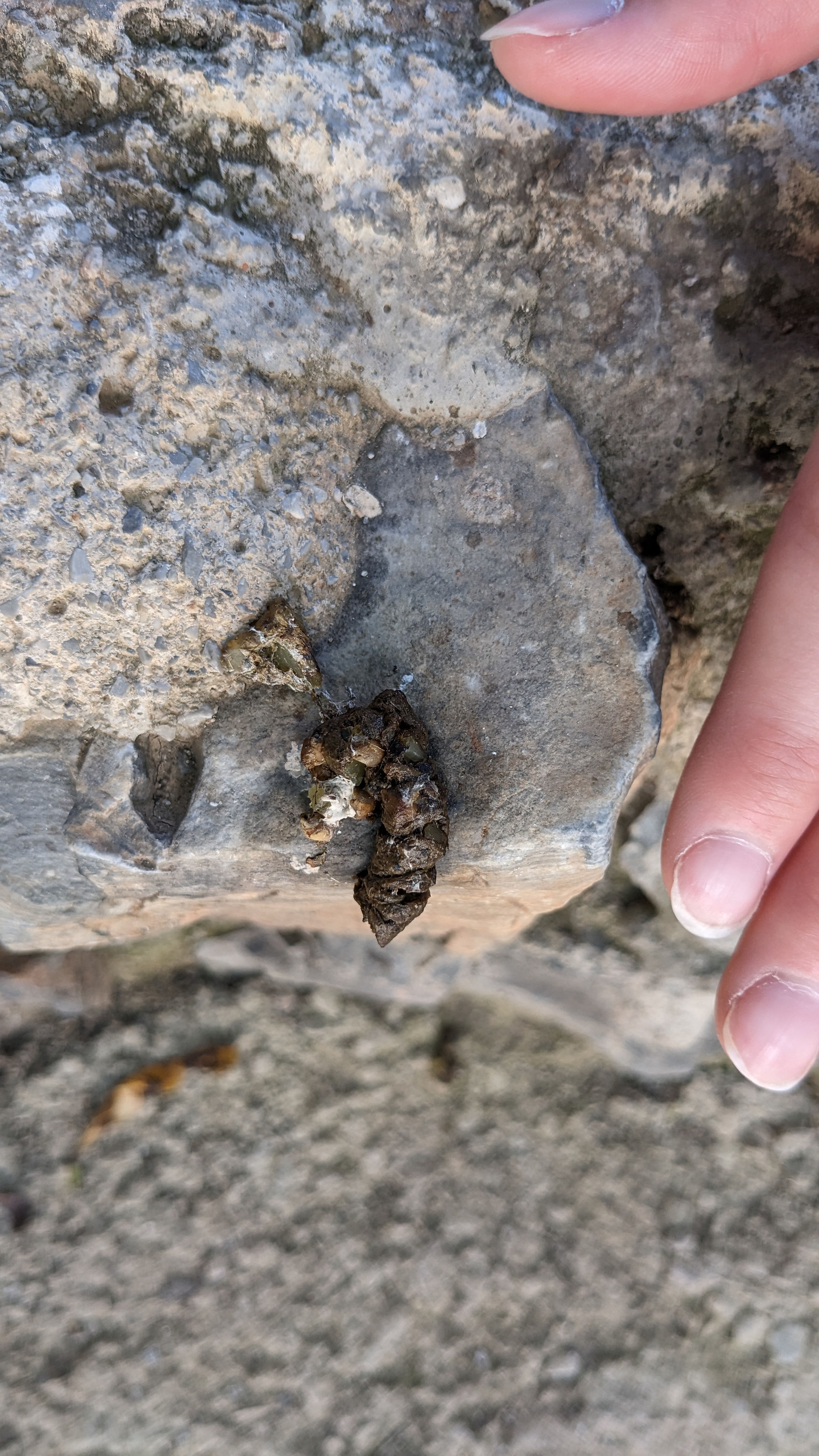 Mammal poo