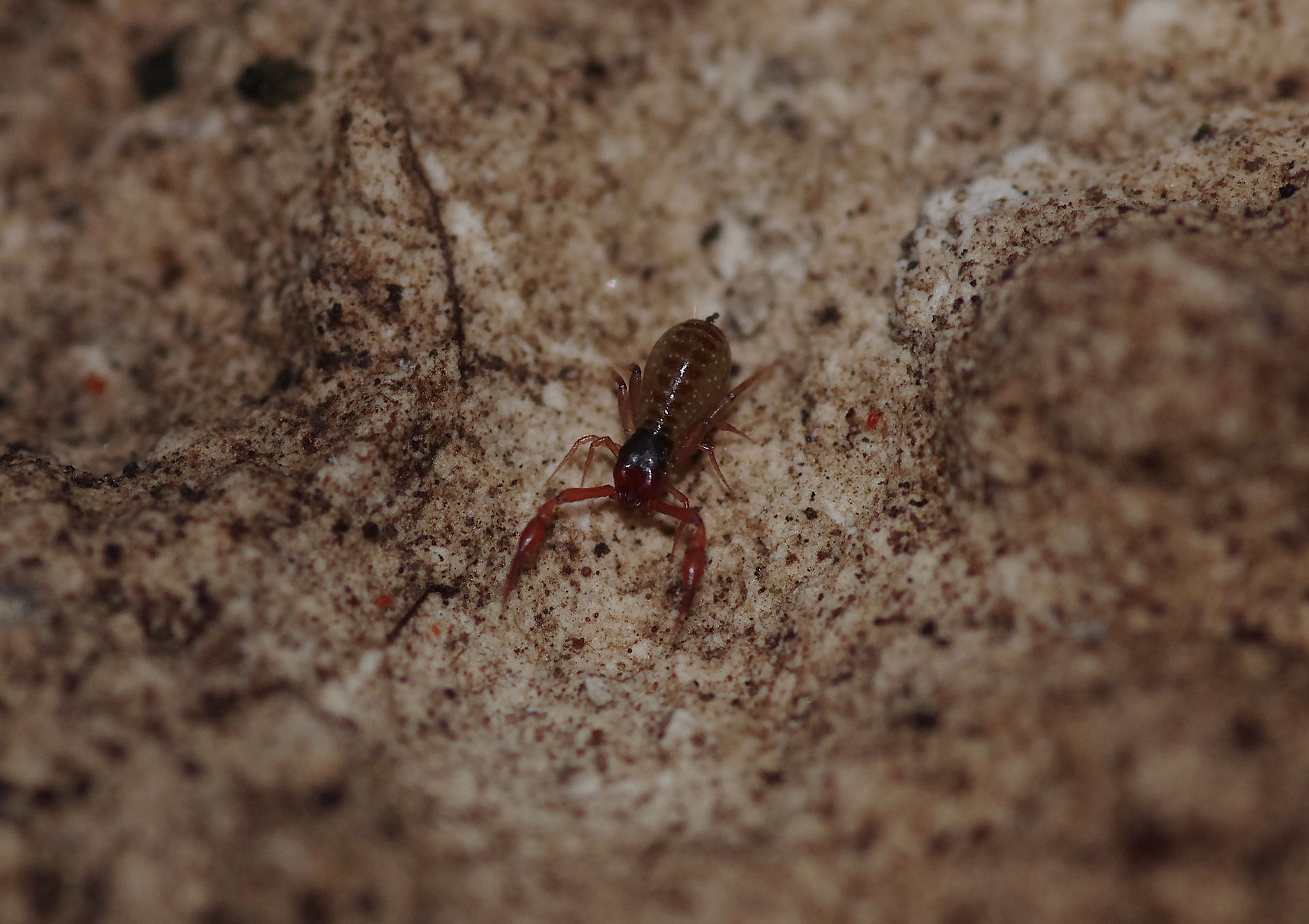 pseudoscorpion