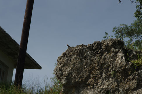 Agama... king of the rock