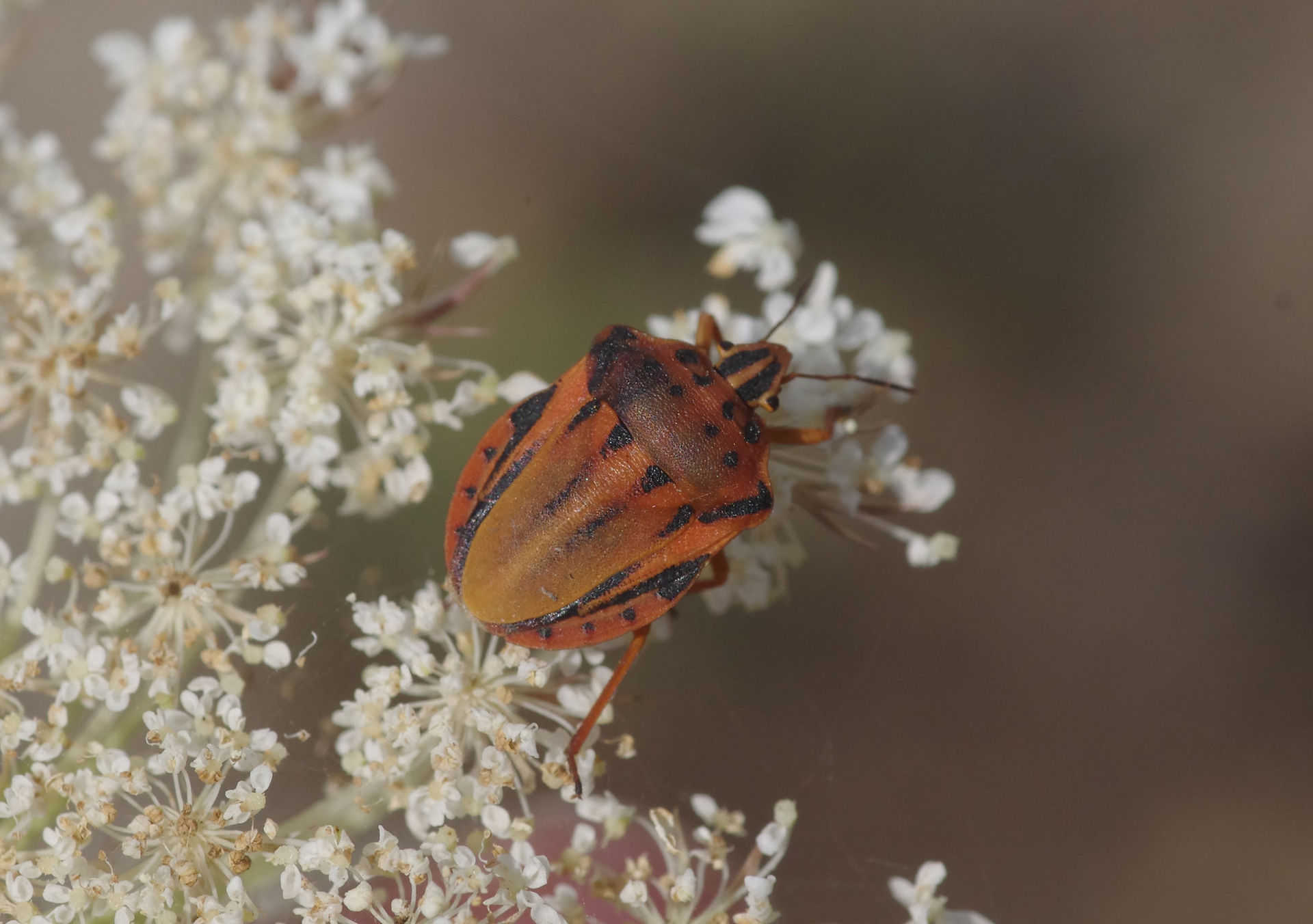 Graphosoma semipunctatum red and orange
