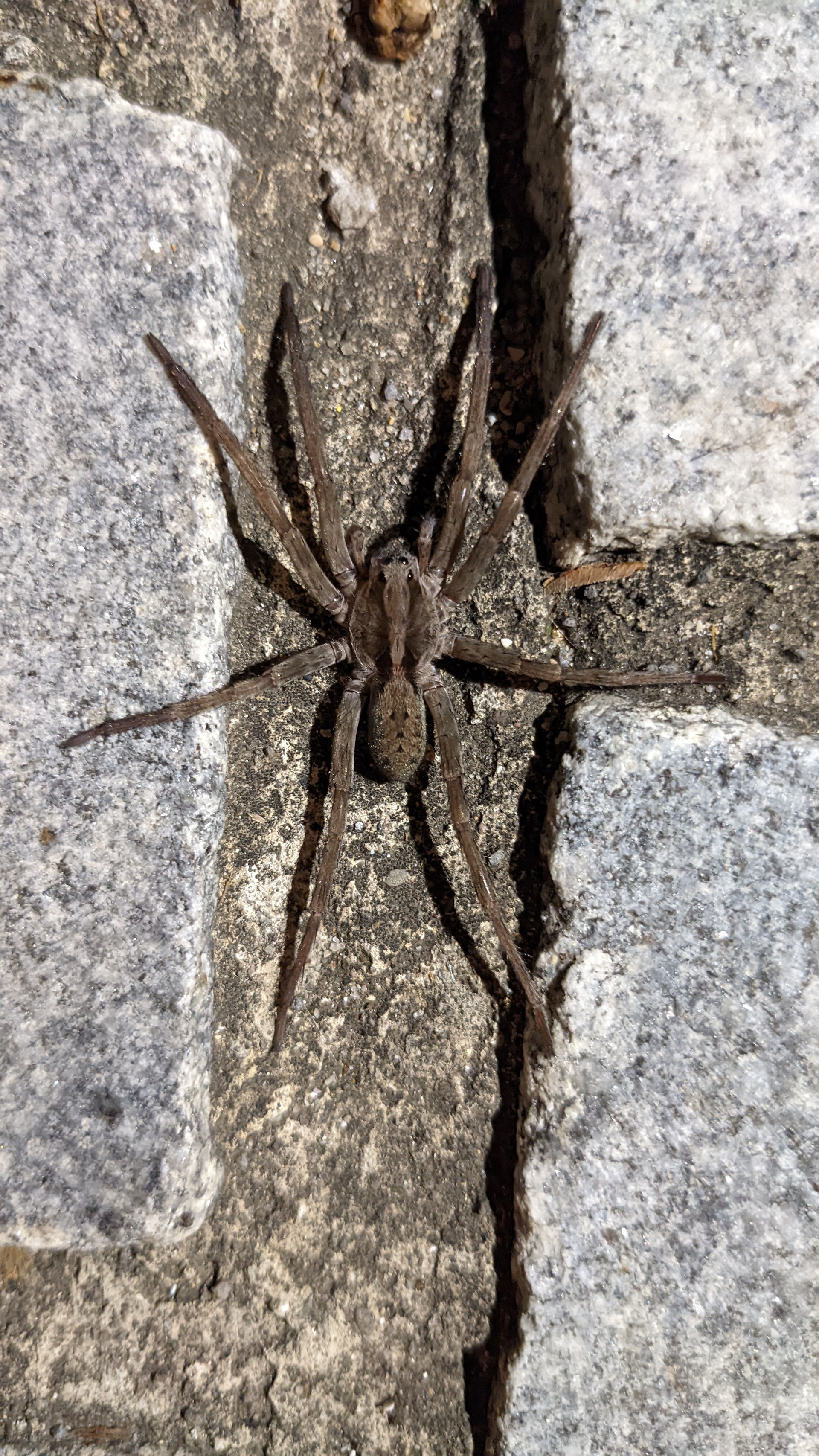 Wolf spider on pavement