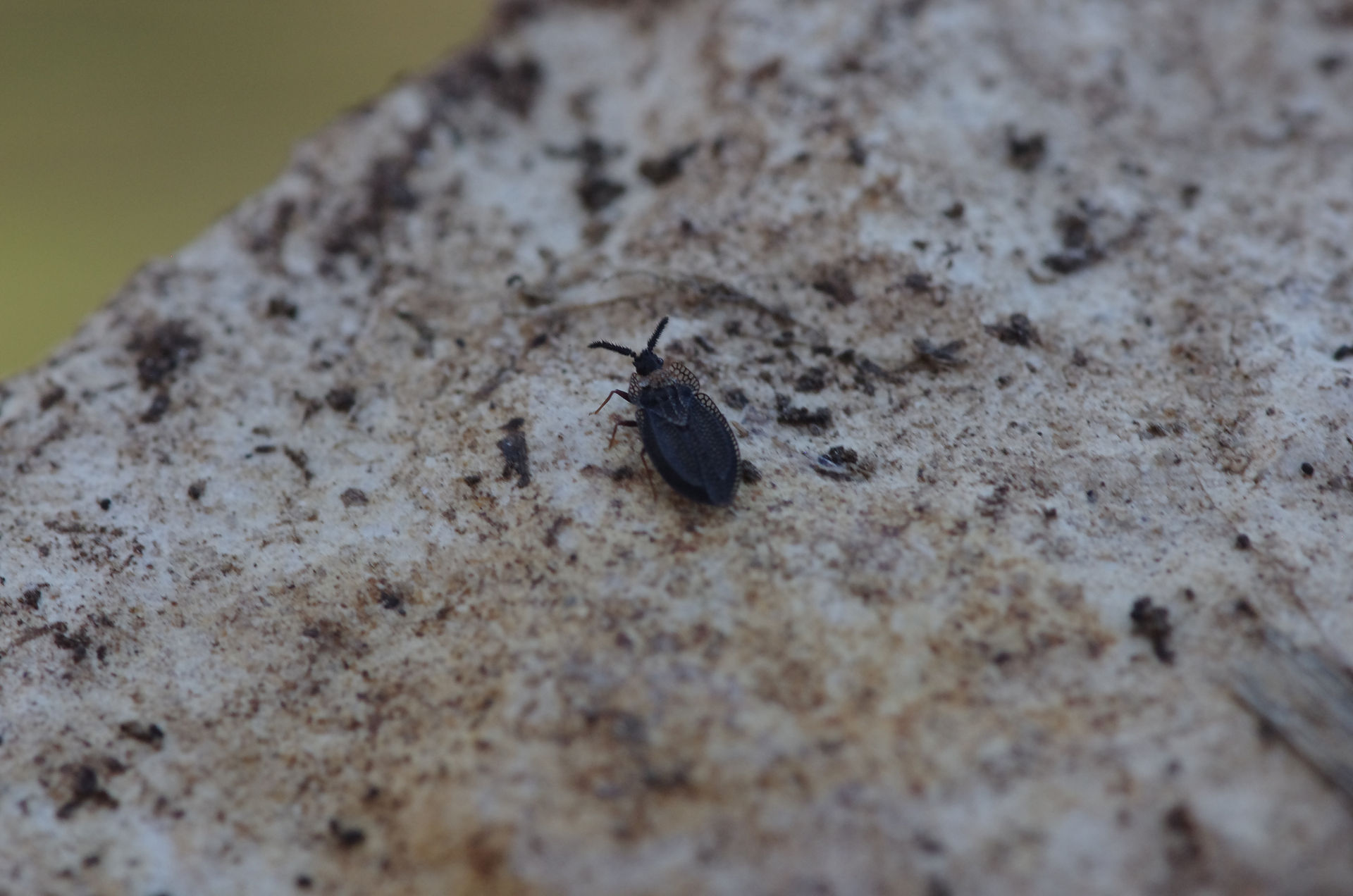 Tingidae