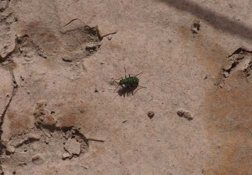 green tiger beetle on sand next to ibex footprint