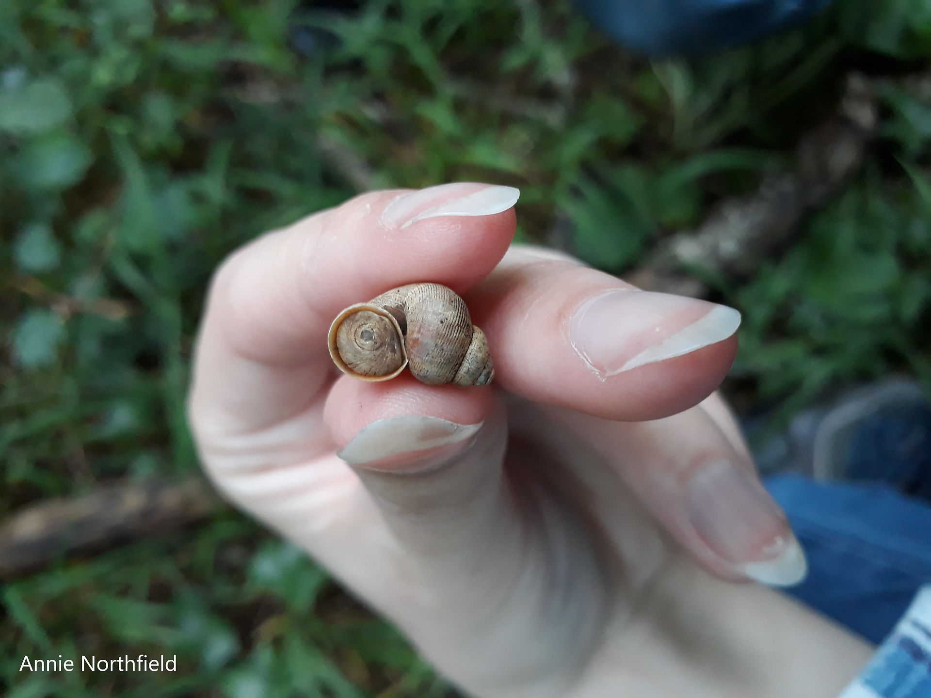 Round-mouthed Snail in my hand