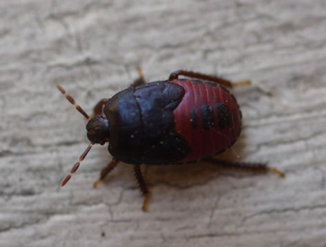 cydnus nymph