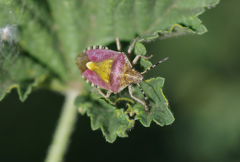 Hairy shieldbug on leaf